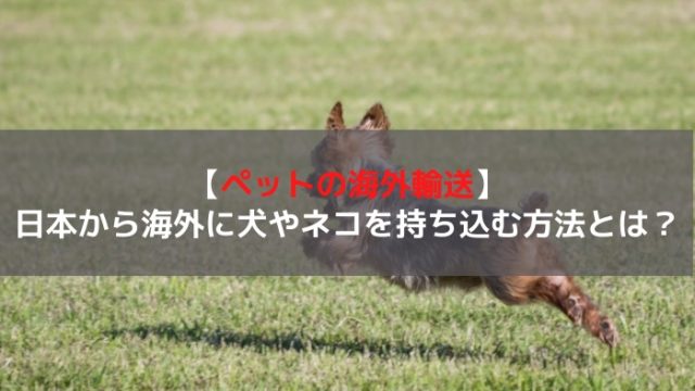 ペットの海外輸送 日本から海外に犬やネコを持ち込む方法とは はじめての海外移住